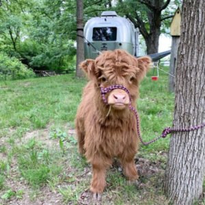 Mini Highland Cow ( Pearl)