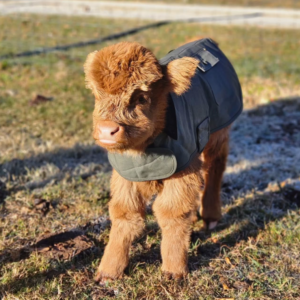 Mini Highland Cow (Cloud)