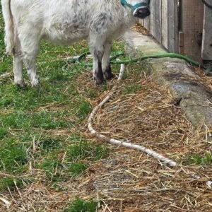 Mini Highland Cow ( Sugar)