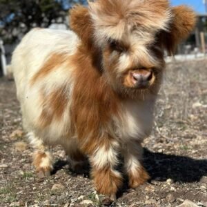 Mini Highland Cow ( Oreo)