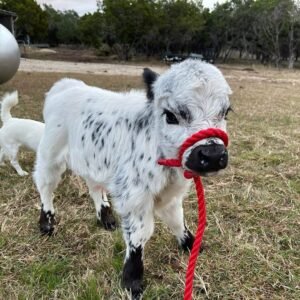 Mini Highland Cow (Buddy)