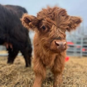 Mini Highland Cow ( Poppy)
