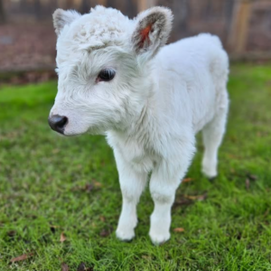 Mini Highland Cow ( Bruno )