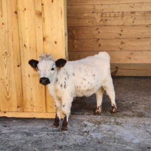 Mini Highland Cow ( Buttercup )