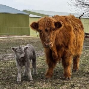 Mini Highland Cow ( Jack)