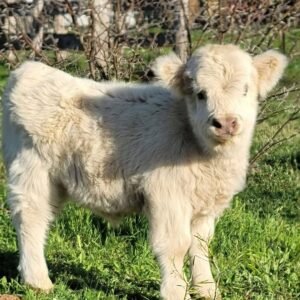 Mini Highland Cow (Clover)