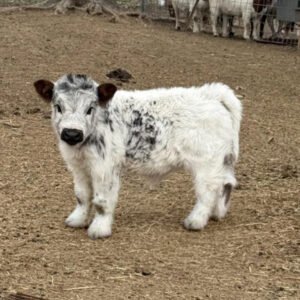 Mini Highland Cow ( Hopscotch)