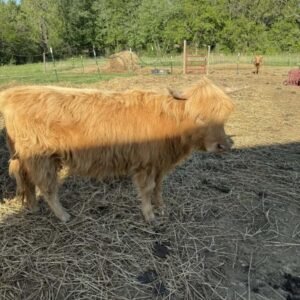 Mini Highland Cow ( Bella)