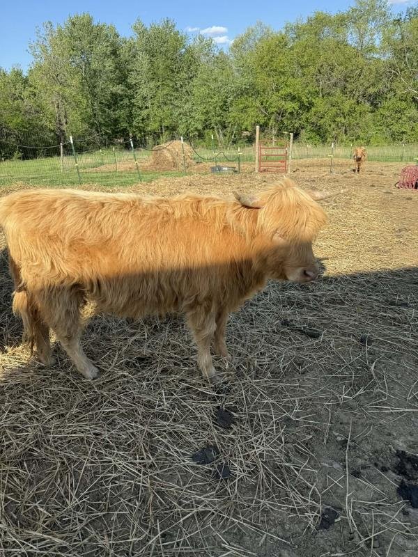 Mini Highland Cow ( Bella)