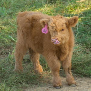 Mini Highland Cow ( Harmony)