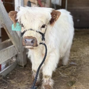 Mini Highland Cow ( Charlie)