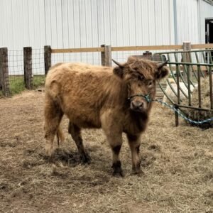Mini Highland Cow ( Clara )