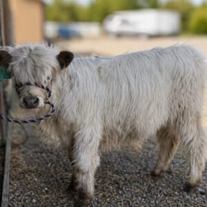 Mini Highland Cow ( Magic )