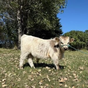 Mini Highland Cow ( Lucky Girl )