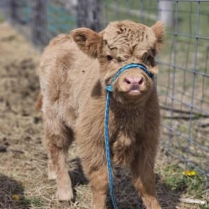 Mini Highland Cow ( Princess )