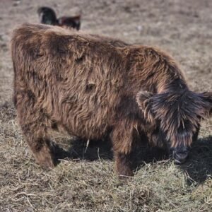 Mini Highland Cow ( Scout  )