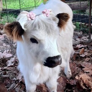 Mini Highland Cow ( Blaze )