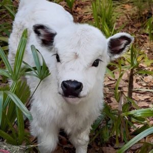 Mini Highland Cow ( Diesel )