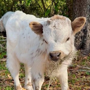 Mini Highland Cow ( Buster )
